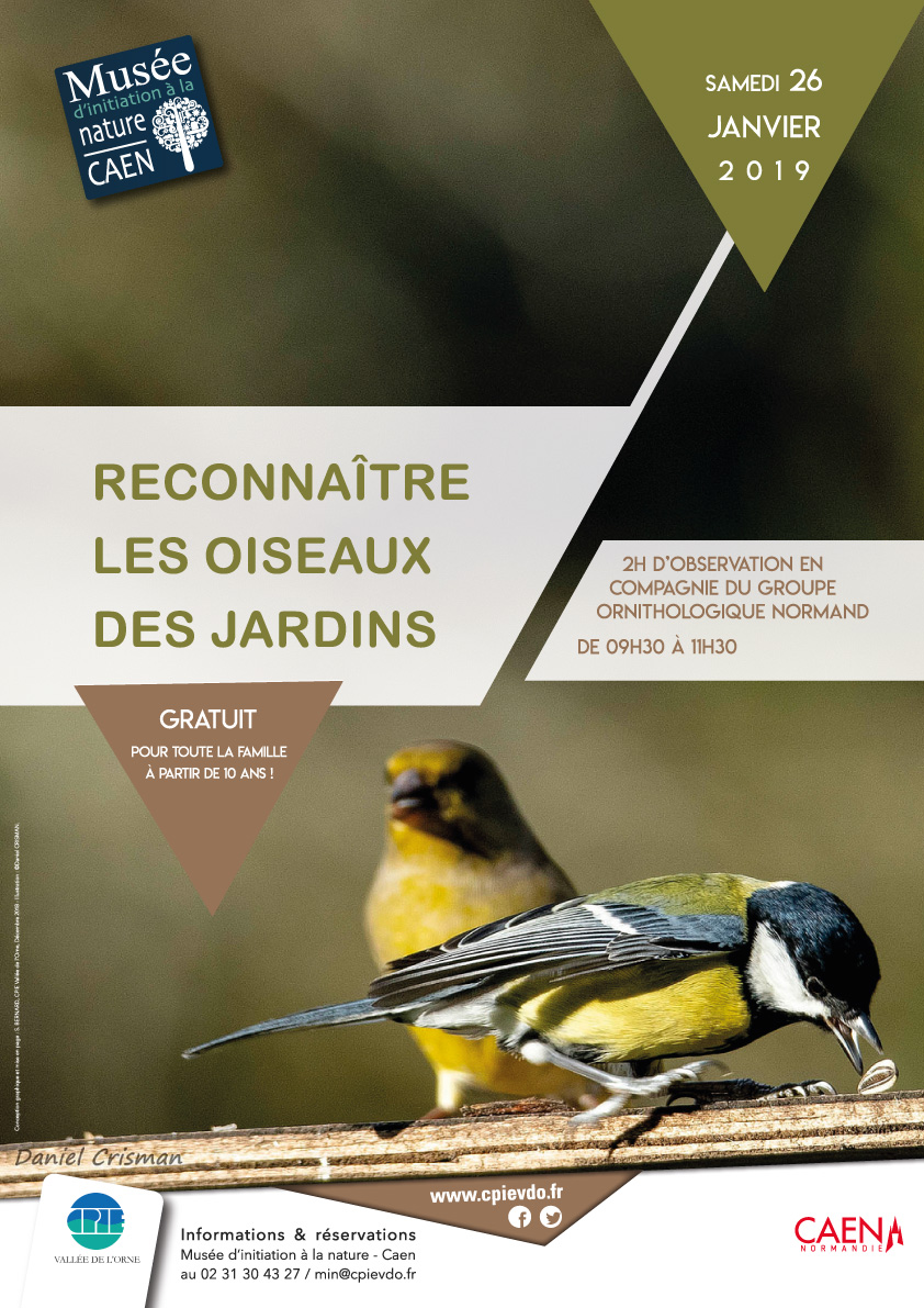 Mésanges bleues - photo de Daniel Crisman