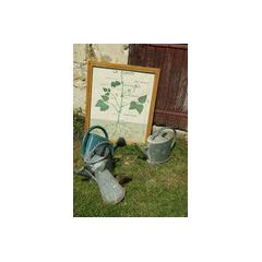 Jardin potager
