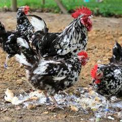 Visite des petits fermiers