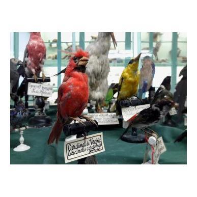Les collections préhistoriques et gallo-romaines