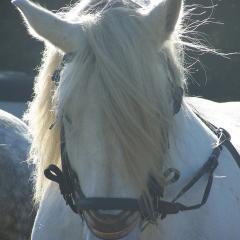 Cheval Percheron