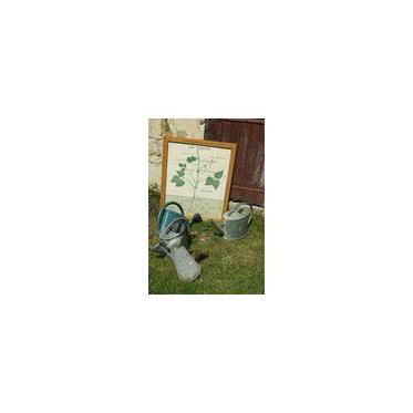 Jardin potager